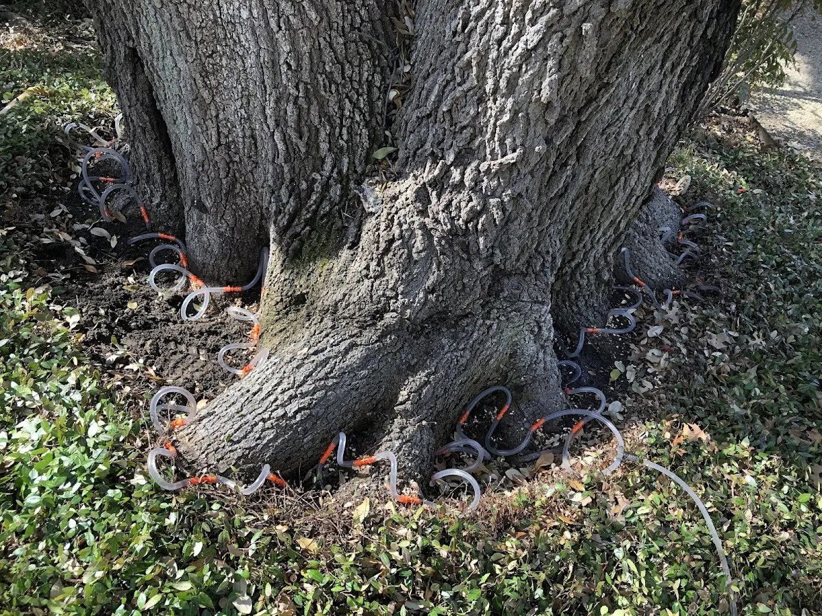 Detailed Tree Cabling and Bracing job site in Ross
