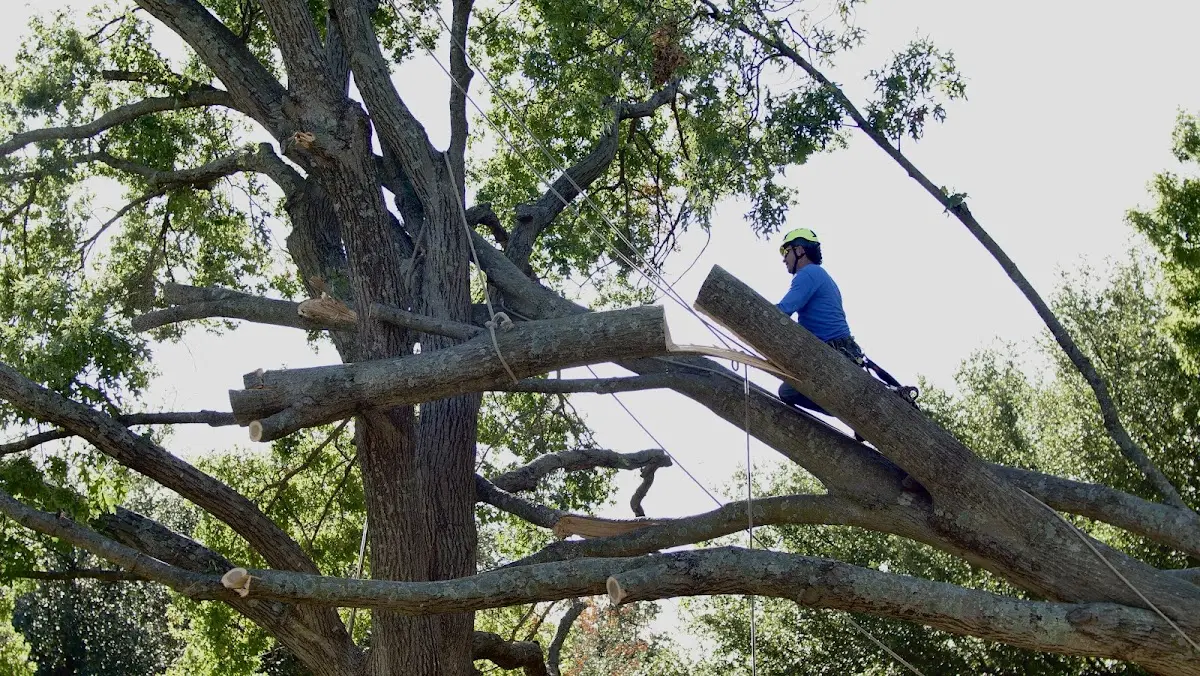 Professional Crown Thinning performed by certified arborists in Ross