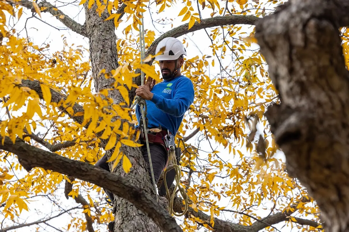 Skilled Tree Transplanting crew working in Ross