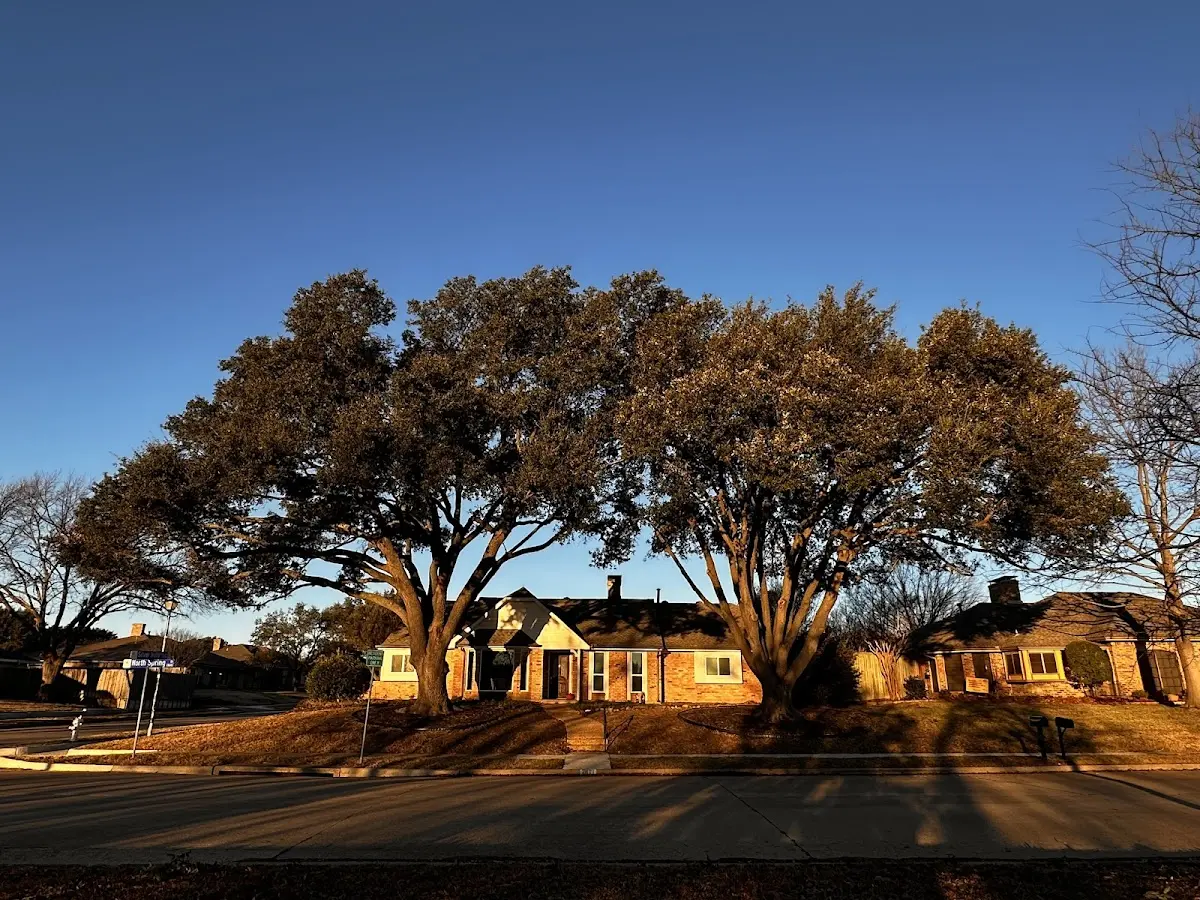 Established residential canopy tree shading a home in Ross